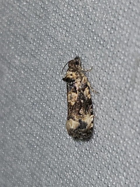 Endothenia