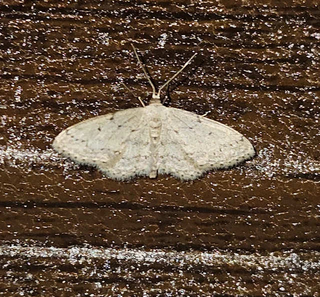 Idaea seriata - szürke apróaraszoló