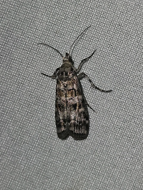 Dioryctria
