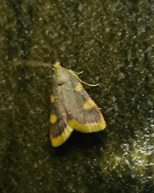 Hypsopygia costalis - szénailonca
