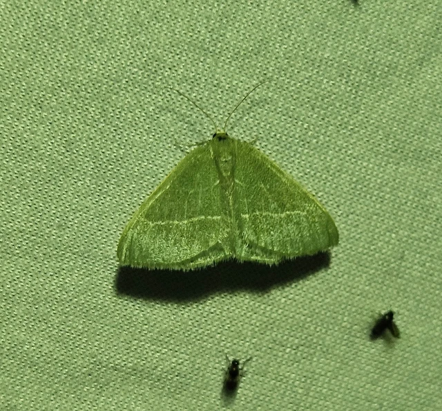 Chlorissa viridata/cloraria