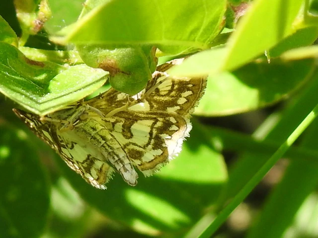 Elophila nymphaeata - tarka vízimoly