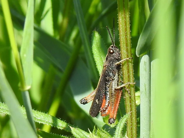 Omocestus rufipes - vöröshasú tarlósáska