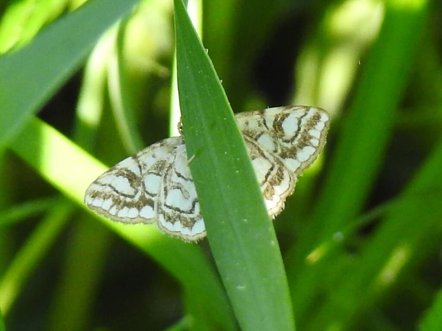 Elophila nymphaeata - tarka vízimoly
