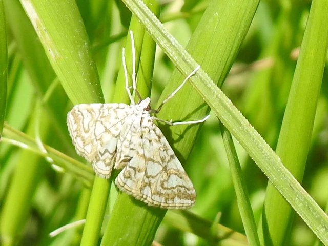 Elophila nymphaeata - tarka vízimoly