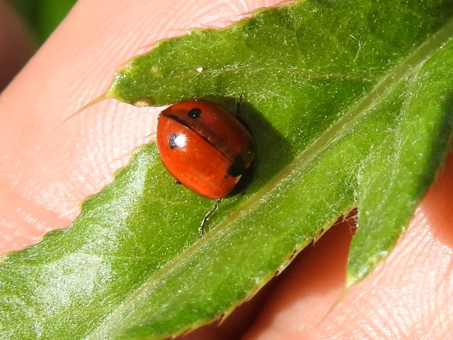 Coccinella undecimpunctata tripunctata - sziki tizenegypettyes katica