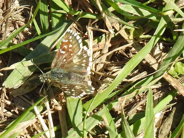 Pyrgus armoricanus - feles busalepke