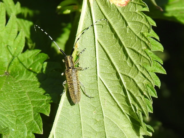 Agapanthia villosoviridescens - fehérgyűrűs bogáncscincér