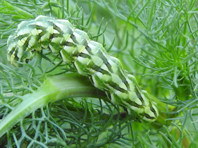 Cucullia chamomillae - székfű-csuklyásbagoly