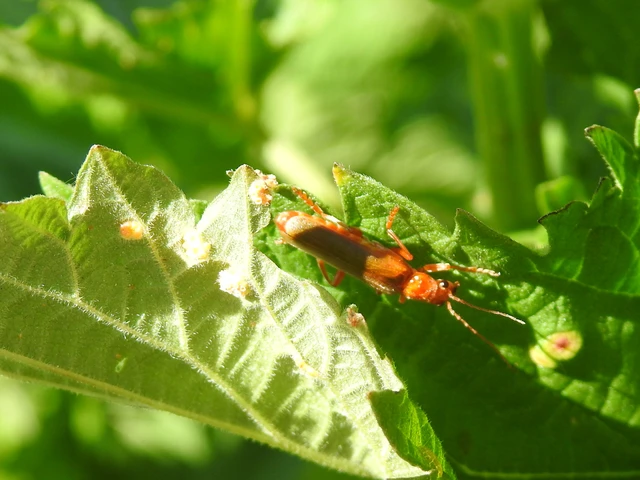 Cantharidae - lágybogárfélék