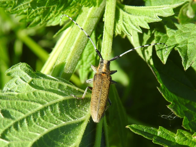 Agapanthia villosoviridescens - fehérgyűrűs bogáncscincér
