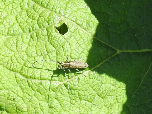 Agapanthia villosoviridescens - fehérgyűrűs bogáncscincér