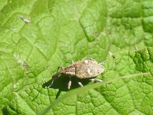 Lepyrus palustris - kétpettyes fűzormányos