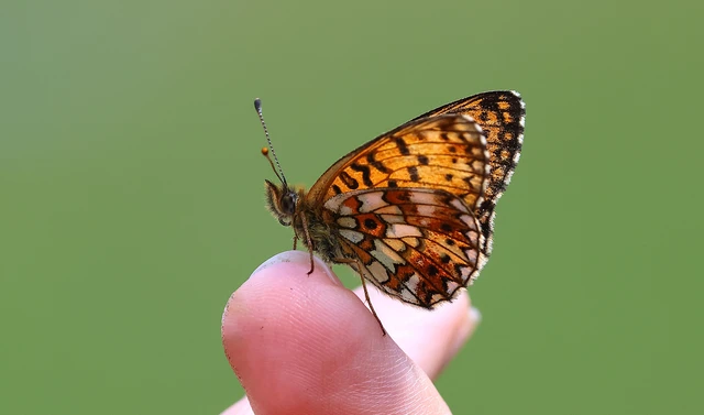 Boloria selene - fakó gyöngyházlepke
