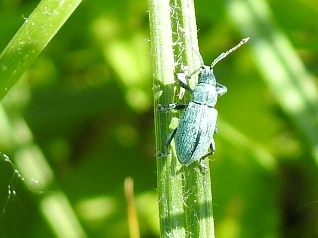 Phyllobius thalassinus - tömpeorrú levélormányos