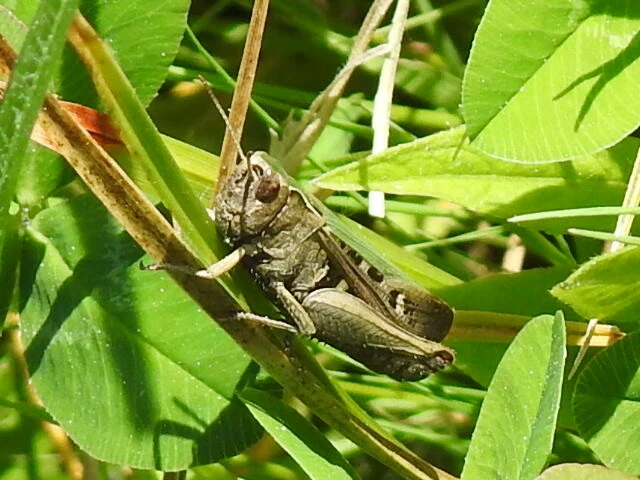 Omocestus rufipes - vöröshasú tarlósáska