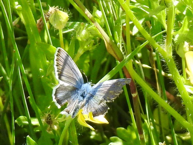 Plebejus argus - ezüstös boglárka