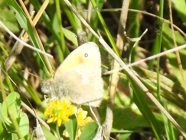 Coenonympha pamphilus - kis szénalepke