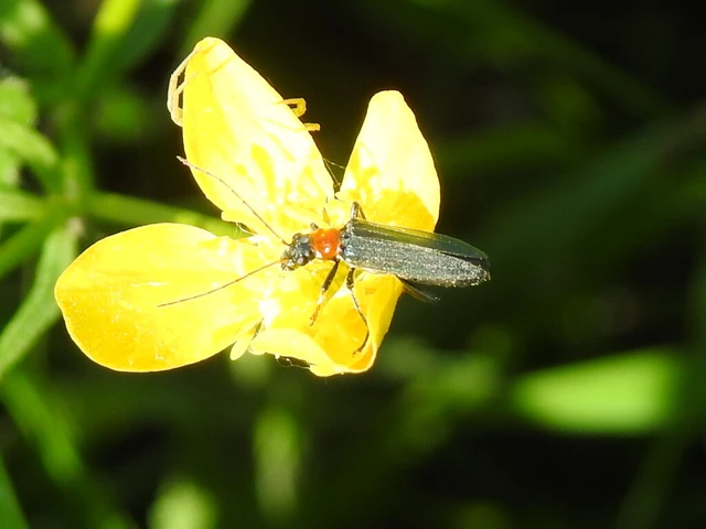 Oedemera croceicollis - pirostorú álcincér