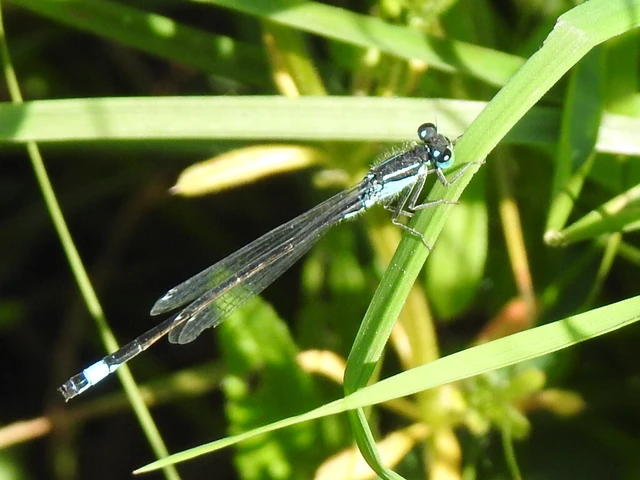 Ischnura elegans pontica - kéköves légivadász