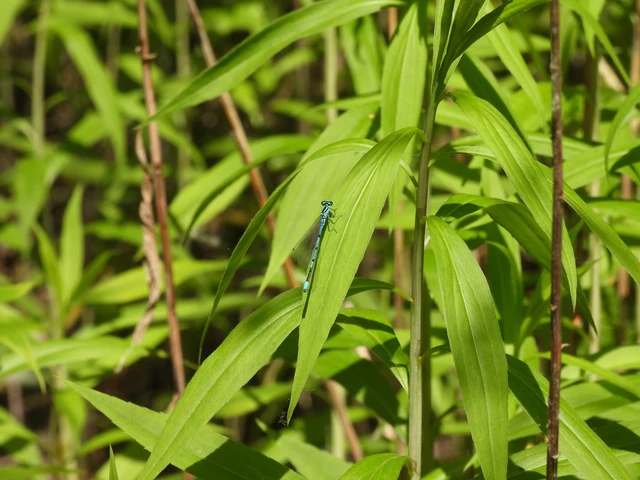 Coenagrion puella - azúrkék légivadász