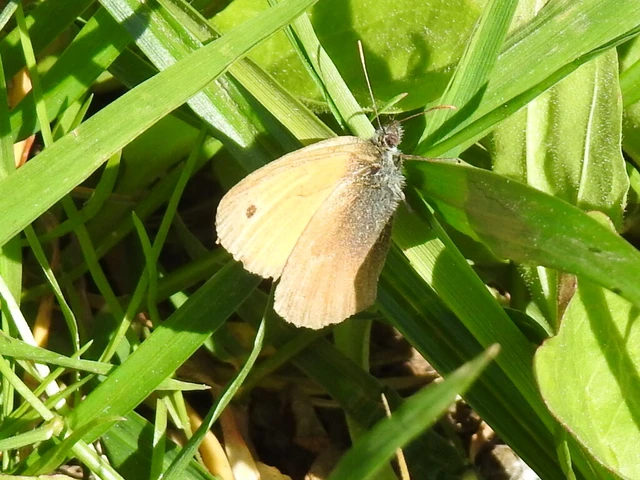 Coenonympha pamphilus - kis szénalepke
