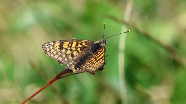 Melitaea cinxia - réti tarkalepke