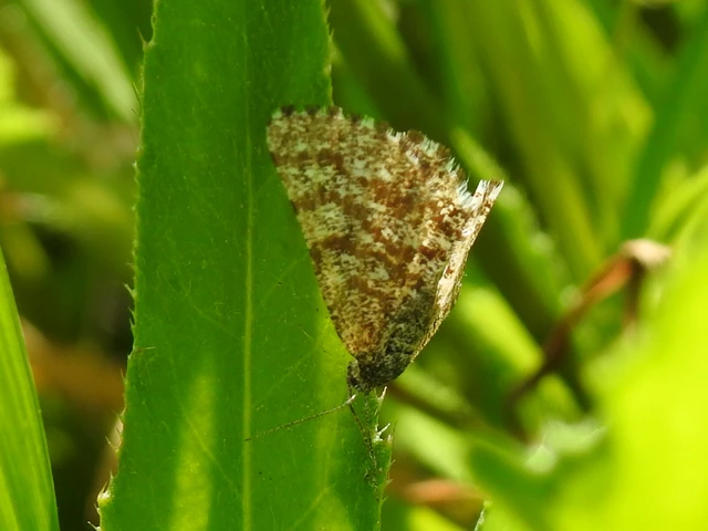 Ematurga atomaria - barna rétiaraszoló