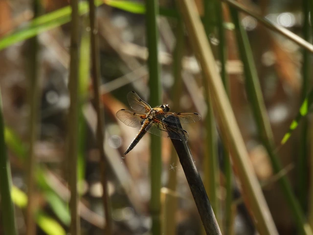 Libellula quadrimaculata - négyfoltos laposacsa