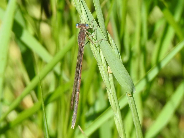 Sympecma fusca - téli rablószitakötő Sympecma fusca - téli rablószitakötő