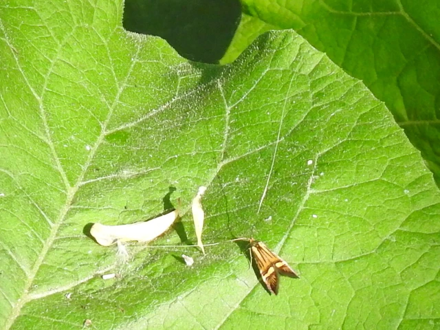 Nemophora degeerella - pompás tőrösmoly Nemophora degeerella - pompás tőrösmoly