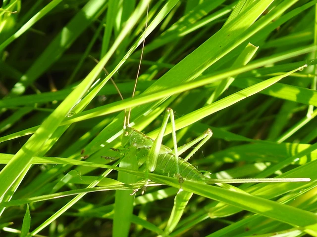Tettigonia viridissima - zöld lombszöcske