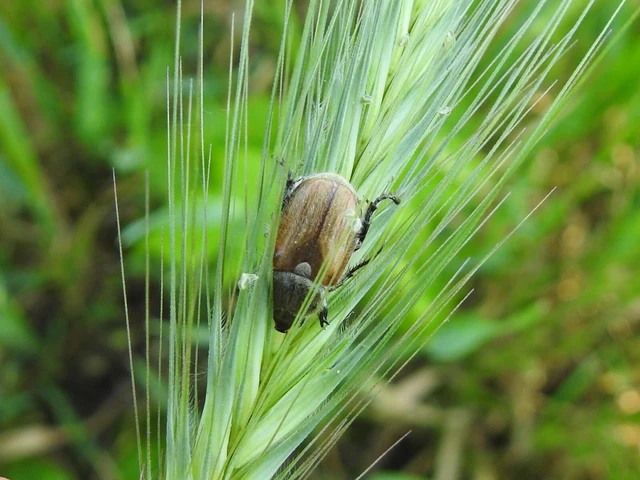Chaetopteroplia segetum - rozsszipoly