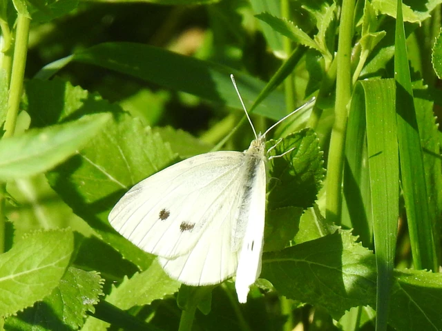 Pieris rapae - répalepke