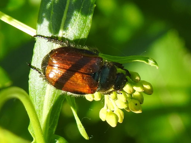Phyllopertha horticola - kerti szipoly