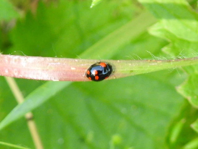 Adalia bipunctata - kétpettyes katica