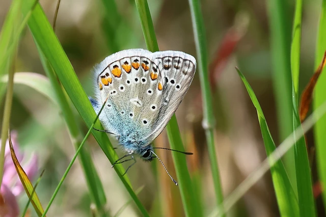 Polyommatus icarus - közönséges boglárka