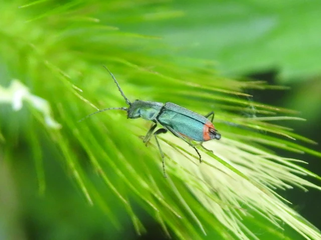 Melyridae - sziklaibogár-félék