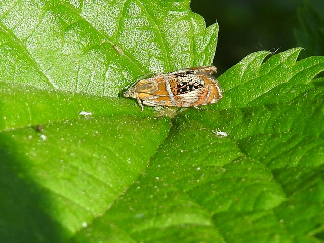 Olethreutes arcuella - avarevő tükrösmoly
