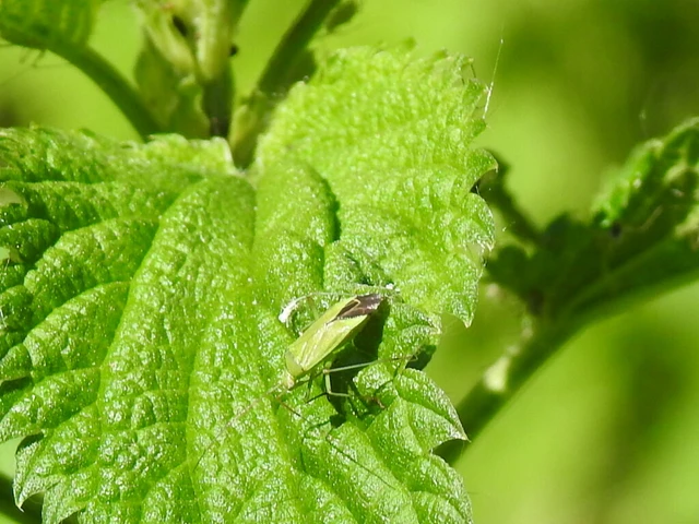 Calocoris