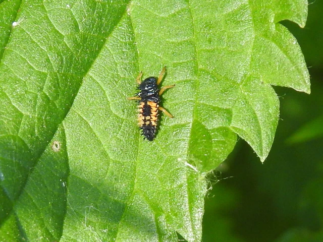 Harmonia axyridis - harlekinkatica