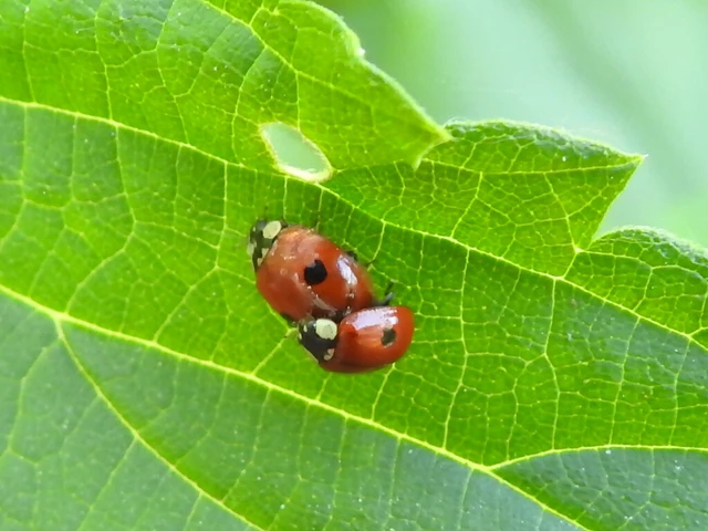Adalia bipunctata - kétpettyes katica