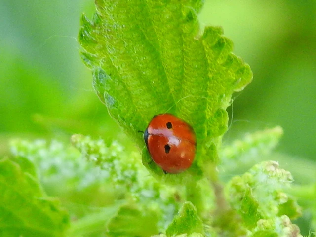 Coccinella undecimpunctata tripunctata - sziki tizenegypettyes katica
