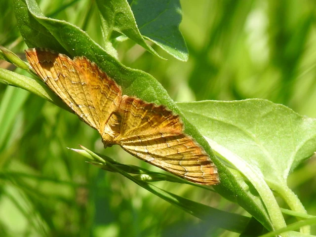 Camptogramma bilineata - kétvonalas sávosaraszoló