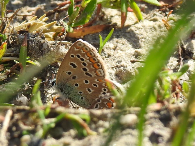 Polyommatus icarus - közönséges boglárka
