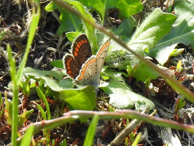 Aricia agestis - szerecsenboglárka