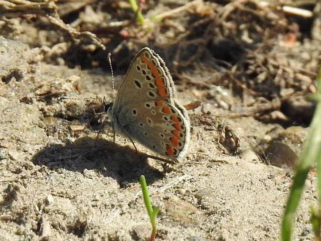 Aricia agestis - szerecsenboglárka