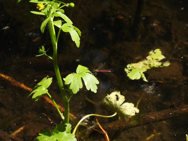 Pyrrhosoma nymphula interposita - vörös légivadász