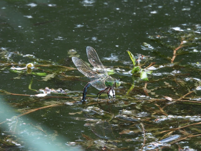 Anax imperator - zöld óriásacsa