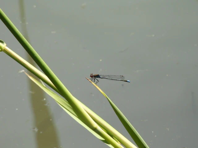 Erythromma najas - nagy pirosszemű-légivadász